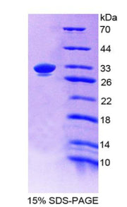 Figure 1. SDS-PAGE