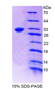 Figure 1. SDS-PAGE