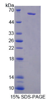 Figure 1. SDS-PAGE