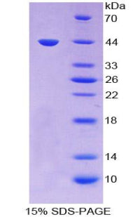 Figure 1. SDS-PAGE