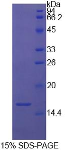 Figure 1. SDS-PAGE