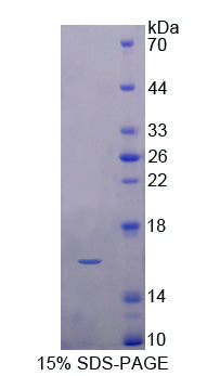 Figure 1. SDS-PAGE