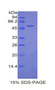 Figure 1. SDS-PAGE