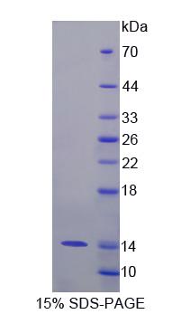 Figure 1. SDS-PAGE