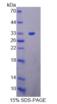 Figure 1. SDS-PAGE