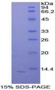 Figure 1. SDS-PAGE