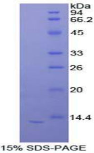 Figure 1. SDS-PAGE