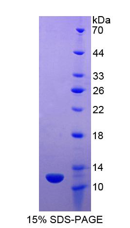 Figure 1. SDS-PAGE