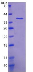 Figure 2. SDS-PAGE
