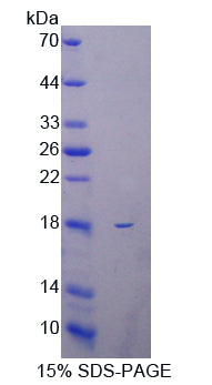 Figure 1. SDS-PAGE