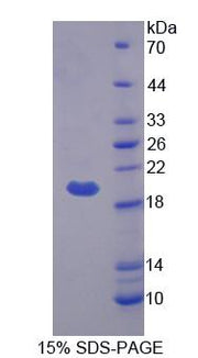 Figure 1. SDS-PAGE