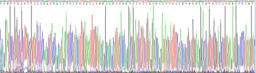 Recombinant Simian Collagen Type X (COL10)
