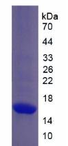 Figure 3. SDS-PAGE
