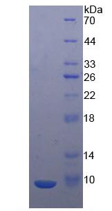 Figure 2. SDS-PAGE