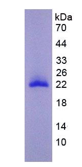 Figure 3. SDS-PAGE