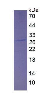 Figure 3. SDS-PAGE