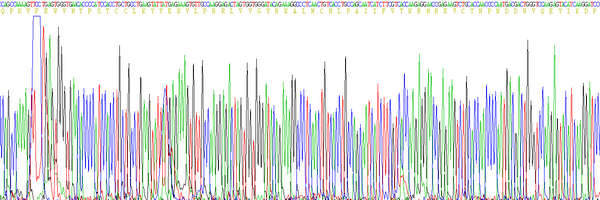 Eukaryotic Chemokine C-C-Motif Ligand 16 (CCL16), RPU54637