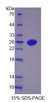 Figure 1. SDS-PAGE