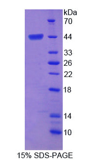 Figure 1. SDS-PAGE
