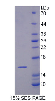 Figure 1. SDS-PAGE