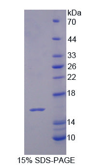 Figure 1. SDS-PAGE