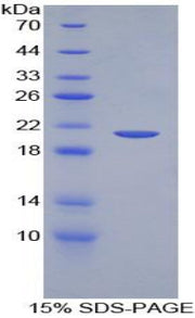 Figure 1. SDS-PAGE