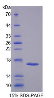 Figure 1. SDS-PAGE