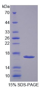 Figure 1. SDS-PAGE