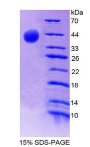 Figure 1. SDS-PAGE