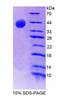 Figure 1. SDS-PAGE