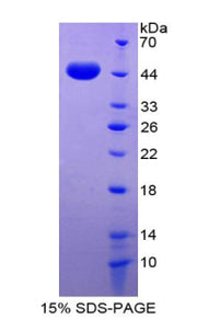 Figure 1. SDS-PAGE