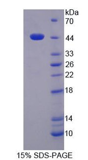Figure 1. SDS-PAGE