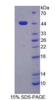 Figure 1. SDS-PAGE
