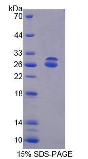 Figure 1. SDS-PAGE