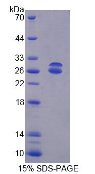 Figure 1. SDS-PAGE