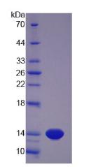 Figure 3. SDS-PAGE