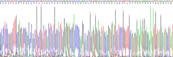 Eukaryotic Aspartate Aminotransferase (AST), RPU54664