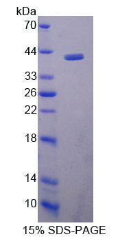 Figure 1. SDS-PAGE