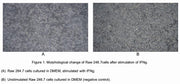 IFN-γ is an important activator of macrophages, it promotes production of inducible Nitric Oxide Synthase (iNOS) in macrophages. After stimulated with IFN-γ, morphological changes will occur in murine macrophage cell line (Raw 246.7 cells), and inducible nitric-oxide synthase (iNOS) in the cells will increase. Raw 246.7 cells were incubated in DMEM with IFN-γ (2ng/mL) for 24h, then cells were observed by inverted microscope and iNOS in cell lysates was detected by ELISA.