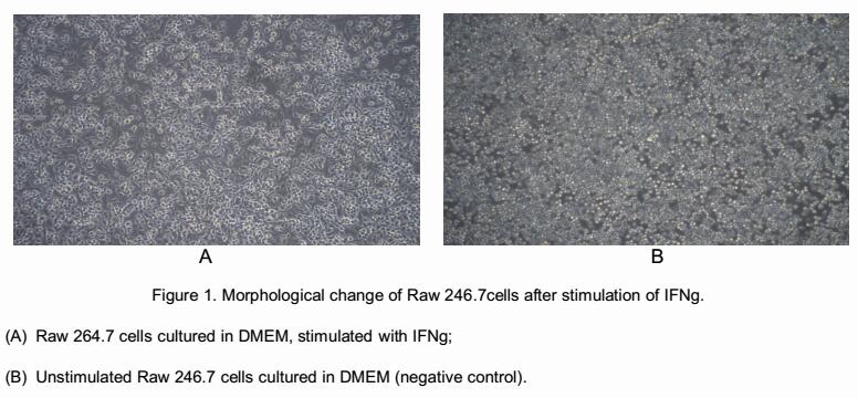 IFN-γ is an important activator of macrophages, it promotes production of inducible Nitric Oxide Synthase (iNOS) in macrophages. After stimulated with IFN-γ, morphological changes will occur in murine macrophage cell line (Raw 246.7 cells), and inducible nitric-oxide synthase (iNOS) in the cells will increase. Raw 246.7 cells were incubated in DMEM with IFN-γ (2ng/mL) for 24h, then cells were observed by inverted microscope and iNOS in cell lysates was detected by ELISA.