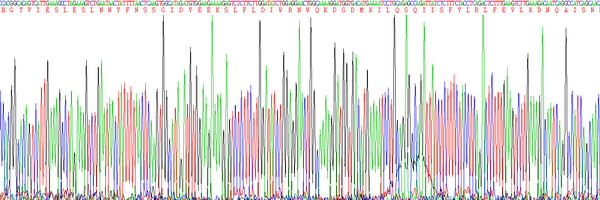 Mouse Interferon Gamma (IFNg), Active Protein