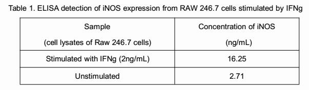 Mouse Interferon Gamma (IFNg), Active Protein