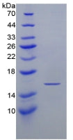 Mouse Interferon Gamma (IFNg), Active Protein