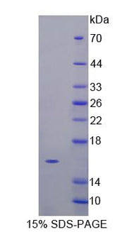 Figure 1. SDS-PAGE