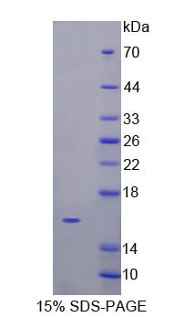 Figure 1. SDS-PAGE