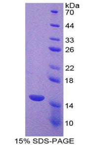 Figure 1. SDS-PAGE