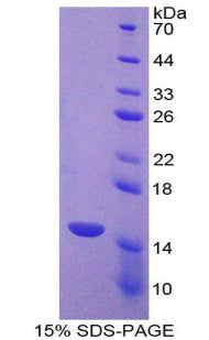 Figure 1. SDS-PAGE