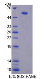 Figure 1. SDS-PAGE