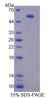 Figure 1. SDS-PAGE
