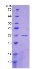 Figure 2. SDS-PAGE